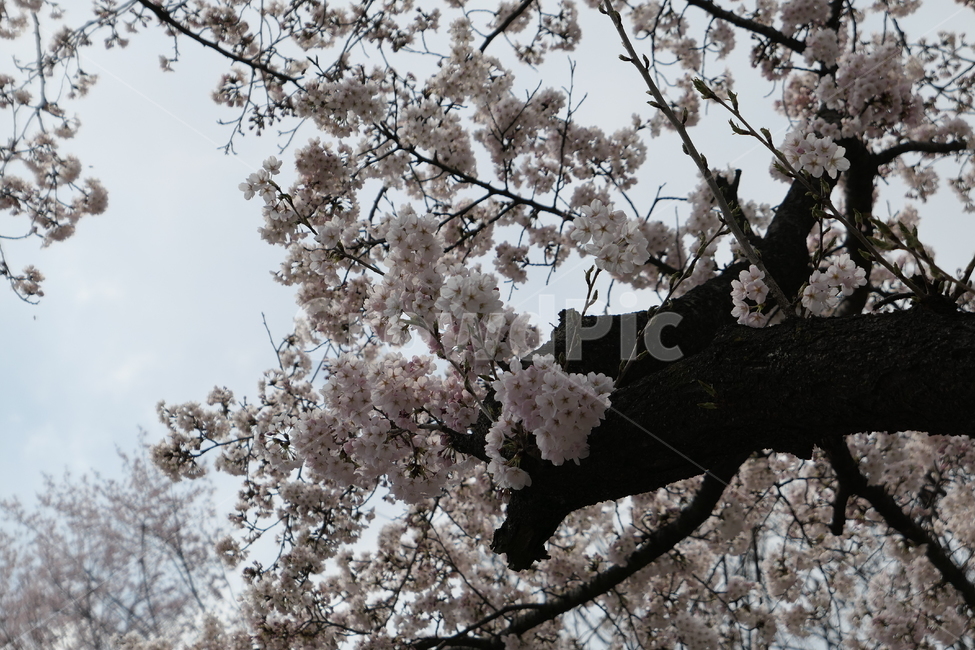 cherryblossom,벚꽃,flower,꽃,식물