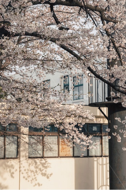 벚꽃,봄,cherryblossom,감성사진,flower,꽃,정독도서관,봄,계절,spring,season,plant,식물,blossom,cherry blossom