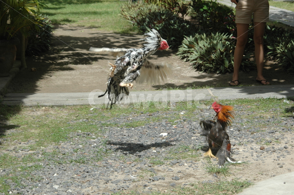 닭싸움,animal,동물,bird,새,치킨,chicken,가금류,수탉새,수탉,한국전통,한국문화,korean traditional,korean culture,동물,animal,조류,새,birds
