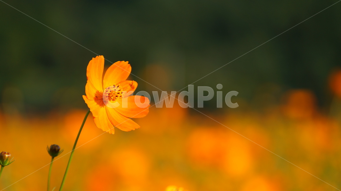 꽃,꽃길,코스모스,코스모스축제,식물,가을,계절,fall,autumn,season,식물,자연,plants,nature,꽃,flower,plant