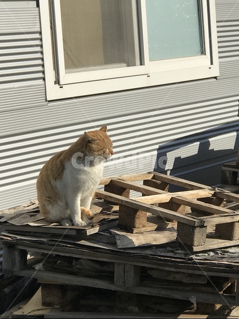 고양이,동물,야생,야생동물,일광욕