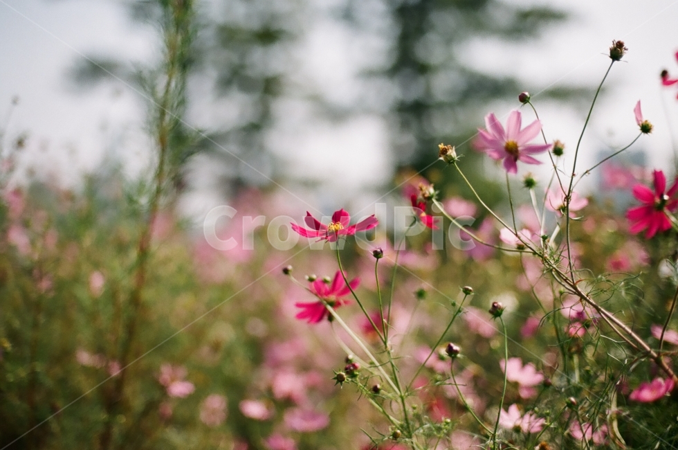 photography,꽃,가을,감성,따뜻함,필름카메라,식물,공원,monotone,flower,fall,pilm,모노톤,코스모스,자연,자연풍경,자연사진,가을,계절,fall,autumn,season,식물,자연,plants,nature,꽃,flower,감성,sensible,feeling,plant,blossom,petal,꽃잎