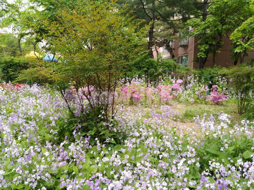 봄꽃,분홍,보라,들꽃,blossom,꽃