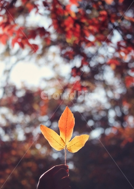 leaf,잎,plant,식물,autumn,가을,나무,tree,가을,계절,fall,autumn,season,식물,자연,plants,nature