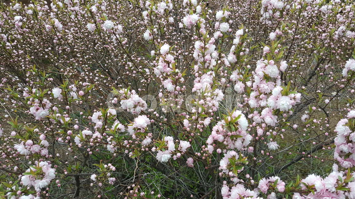 봄,봄꽃,자연,식물,꽃,봄,계절,spring,season,식물,자연,plants,nature,꽃,flower,plant,blossom