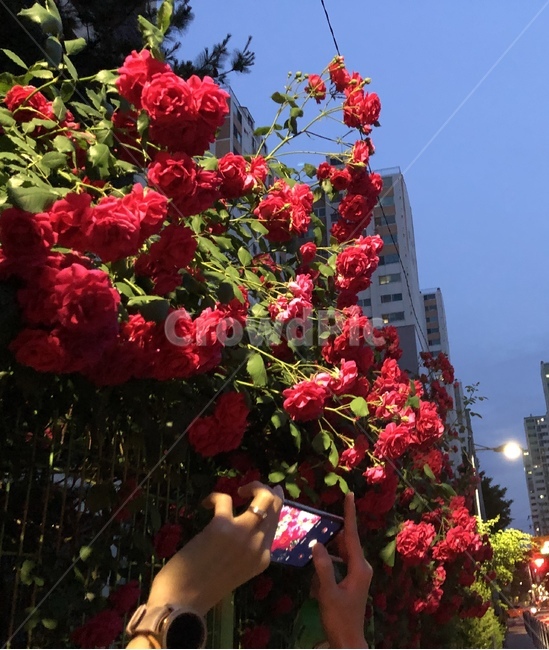 장미,풍경,저녁,꽃,무드
