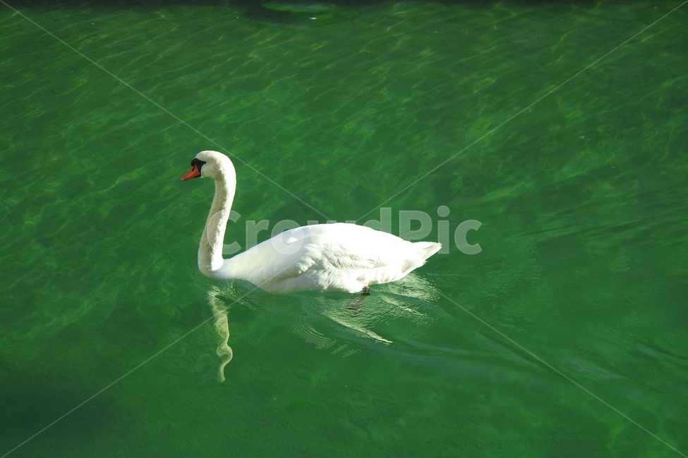 백조,호수,swan,스완,고니,백조의호수,동물,animal,조류,새,birds