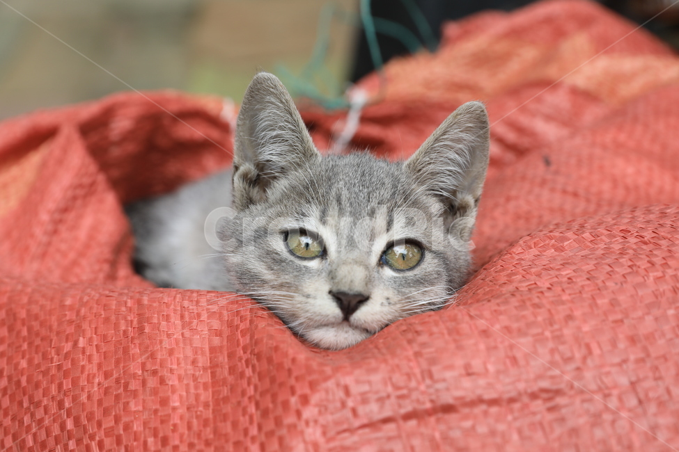 고양이,아기고양이,집고양이,코리안숏헤어,애완동물,동물,애완묘,냐옹이,animal,cat,koreanshorthair,kitty,동물,animal,포유류,mammal,고양이,cat,kitten,kitty