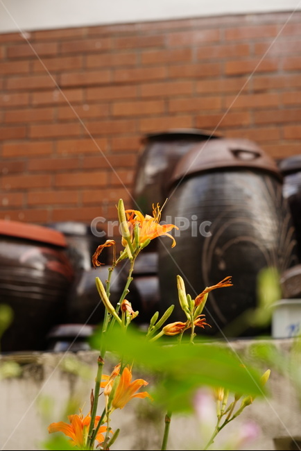 원추리,식물,계절,꽃,여름,백합과,여러해살이풀,주황색,plants,nature,season,summer,flower,식물,자연,plants,nature,꽃,flower