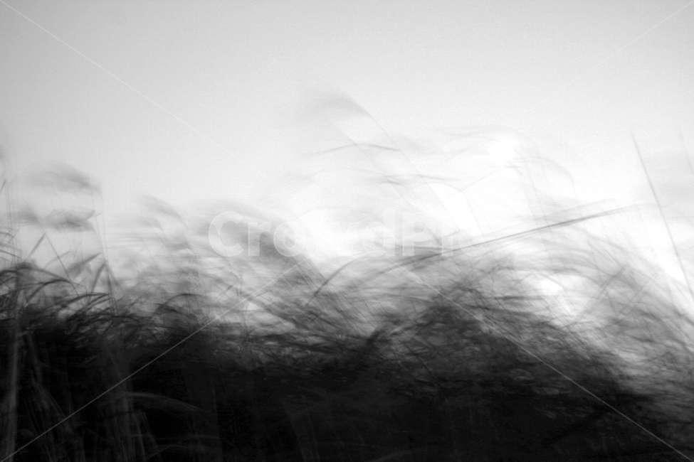 바람,억새,갈대,가을,그림자,흔들림,흑백,모노톤,monochrome,black and white