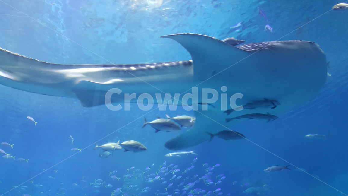 일본,자연,경관,츄라우미수족관,오키나와,동물,animal,어류,물고기,fish