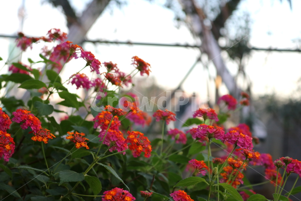 란타나,꽃,란타나꽃,식물,나무,자연,마편초과,식물원,식물,자연,plants,nature,꽃,flower