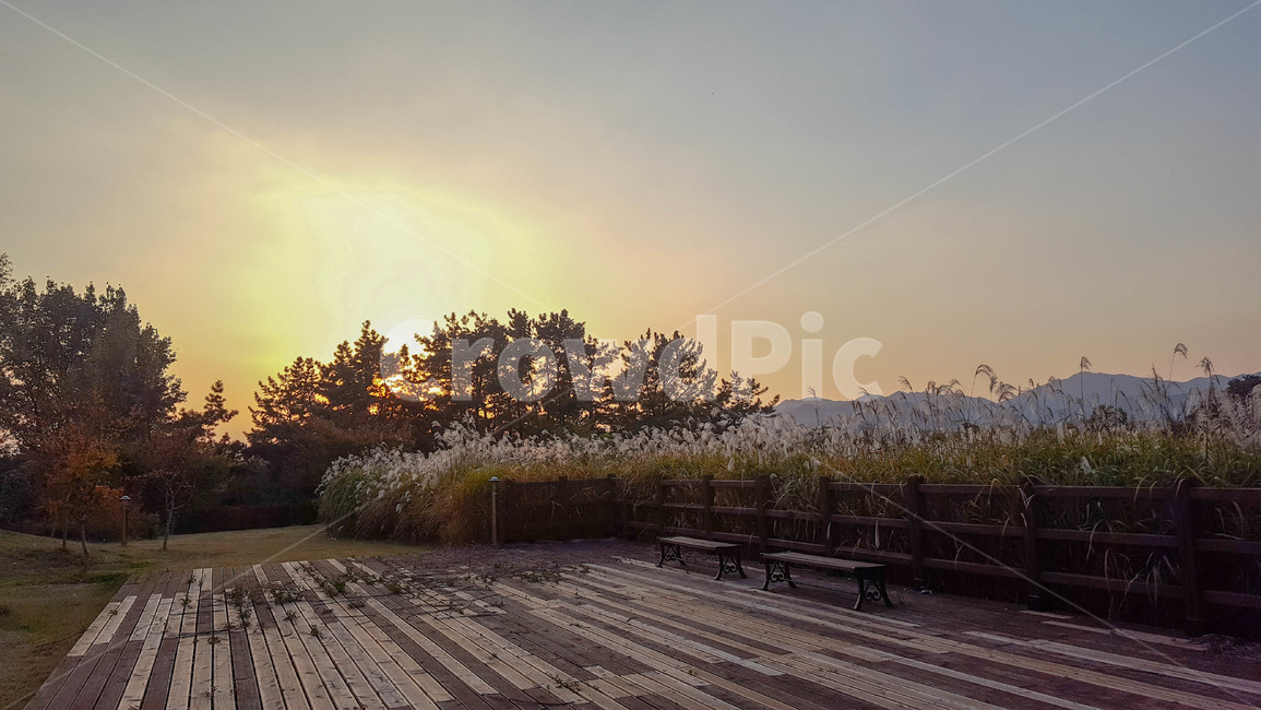 가을,갈대,하늘,노을,sunset,가을,계절,fall,autumn,season,자연,풍경,nature,landscape,outdoors,옥외