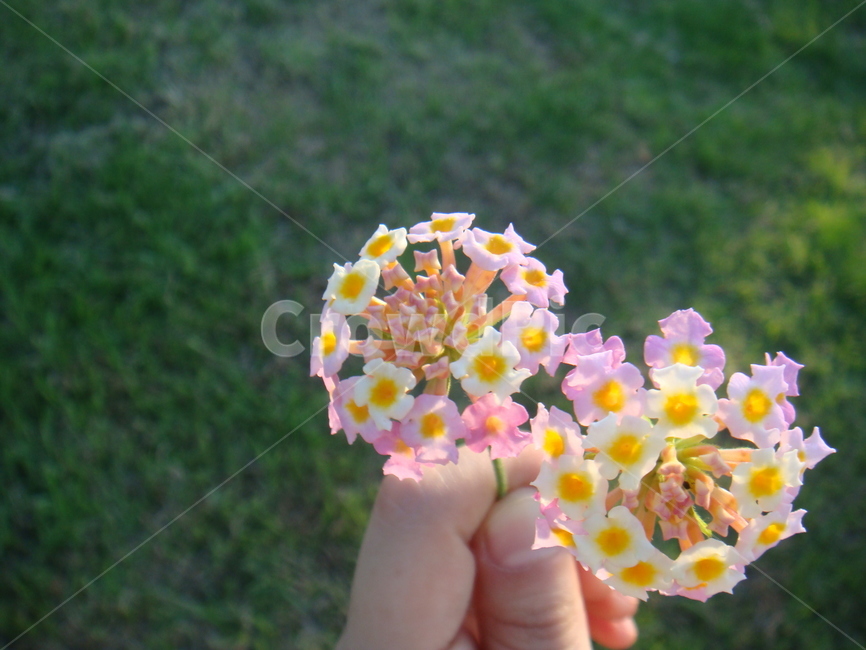 꽃,봄,란타나,식물,plant,flower,blossom