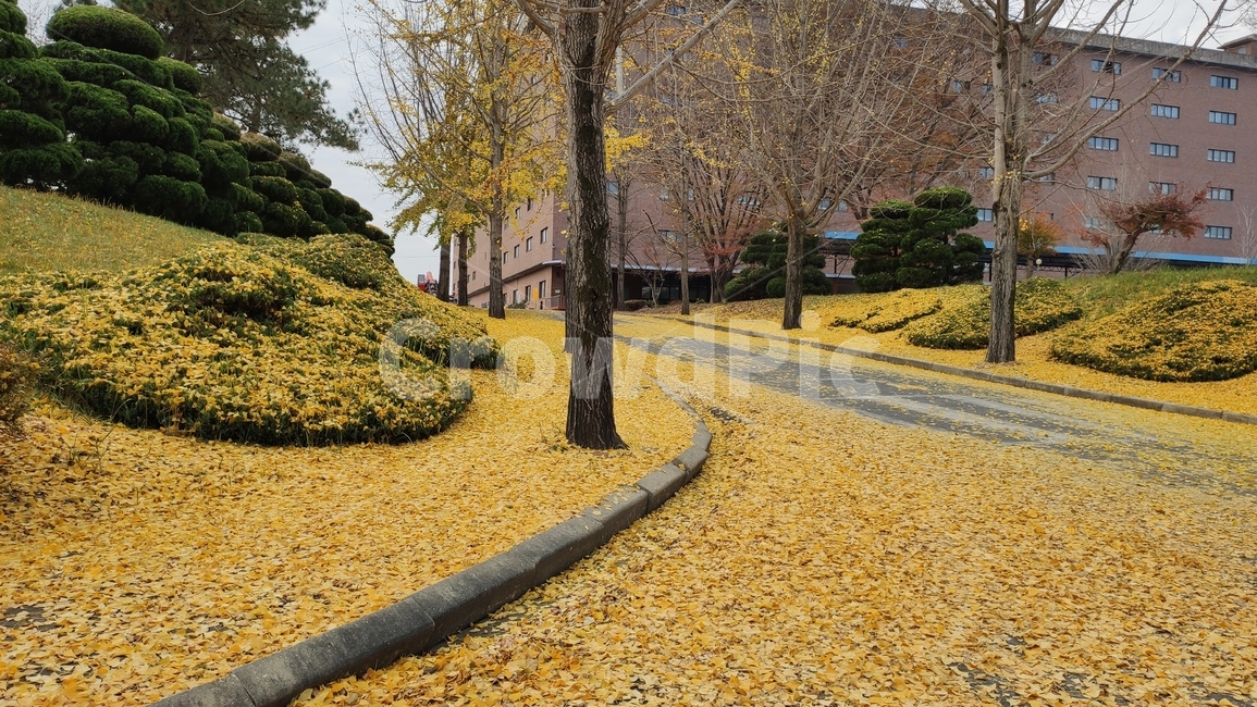 은행나무,은행잎,가로수길,낙옆,노랑잎,plant,식물,tree,나무,가을,계절,fall,autumn,season,식물,자연,plants,nature,나무,trees,wood