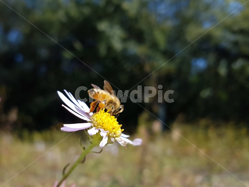 곤충,꿀벌,쑥부쟁이,가을,꽃,벌,식물,꽃잎,식물,자연,plants,nature,꽃,flower,동물,animal,곤충,벌레,insect,bug