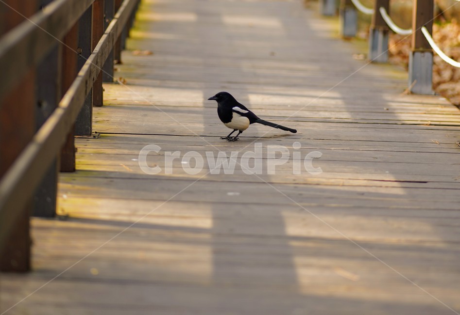 까치,새,동물,animal,bird,magpie,동물,animal,조류,새,birds