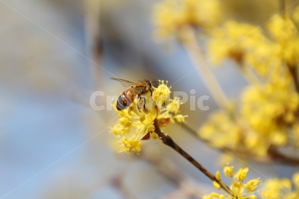 산수유,꽃,층층나무,식물,구례산수유축제,봄,계절,spring,season,식물,자연,plants,nature,꽃,flower,동물,animal,곤충,벌레,insect,bug,bee,벌,invertebrate,무척추 동물,honey bee,꿀벌