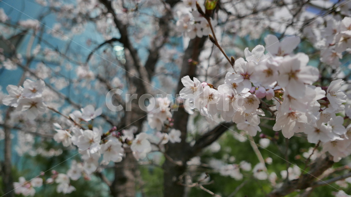 blossom,spring,flower,봄,벚꽃,꽃,꽃송이,감성