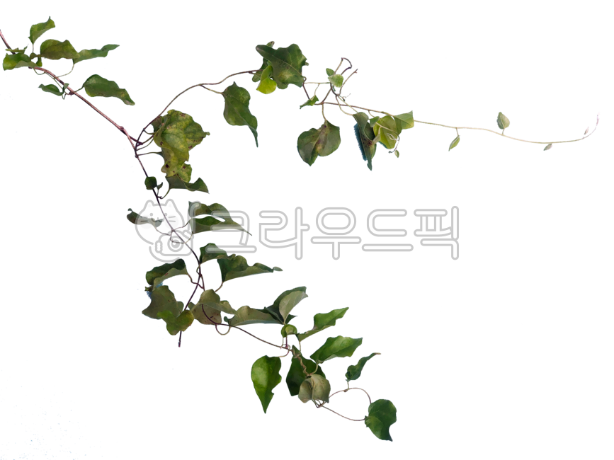 덩쿨, 넝쿨, 잎사귀, png, 누끼, 사진,이미지,일러스트,캘리그라피 - 나비처럼작가