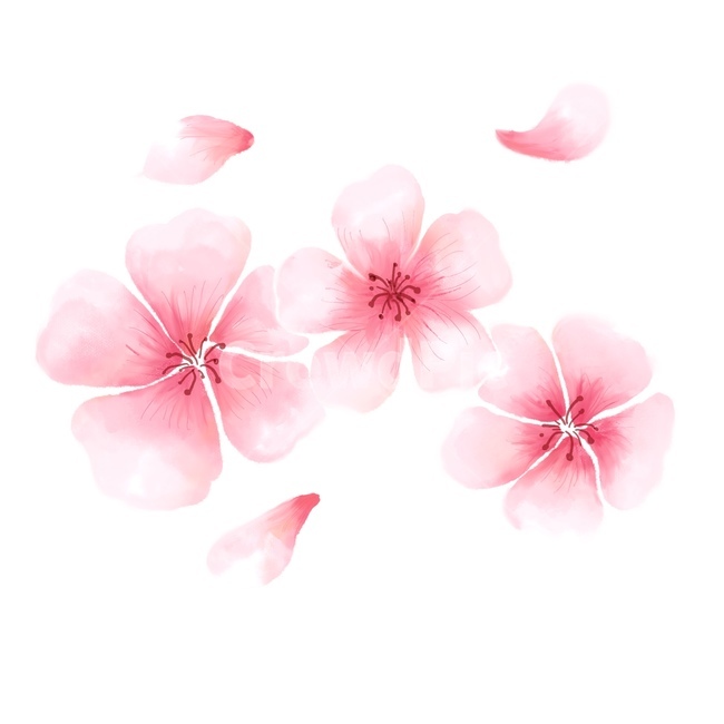 plant,식물,blossom,flower,꽃,벚꽃,봄,핑크,cherryblossom,pink,spring,봄,계절,spring,season,그래픽,일러스트레이션,graphic,illustration