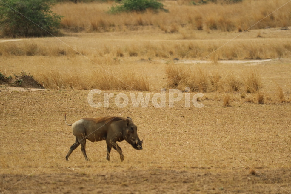 아프리카,사파리,자연,품바,라이온킹,africa,safari,동물,animal,포유류,mammal