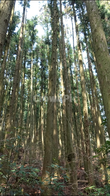 제주도,거문오름,오름,자연,nature,숲,forest,수풀,나무,jeju,jejuisland,green,tree,비자림