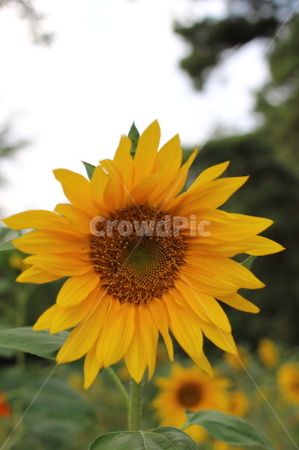 해바라기,꽃,blossom,flower,자연,식물,자연,plants,nature,꽃,flower