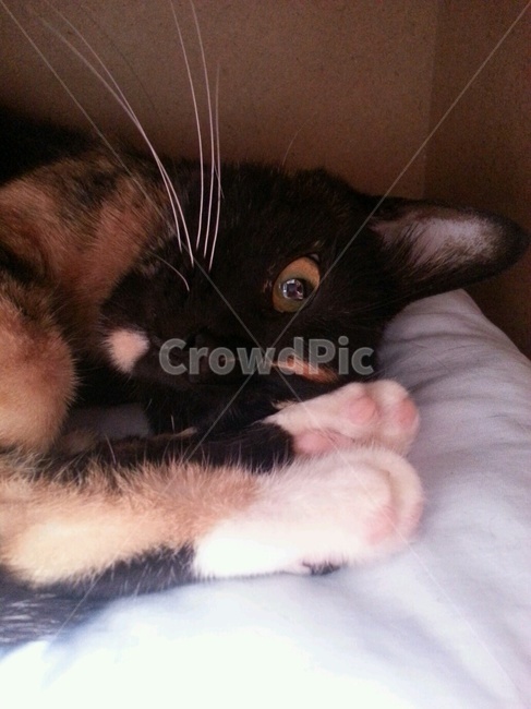 핑크젤리,고양이발바닥,고양이눈동자,카오스,코숏,cat