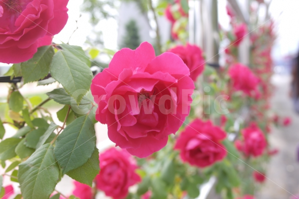 Rose,장미,레드장미,Redrose,Flower,Plants,Nature,Pure,로즈,식물,순수,플라워,꽃,5월의장미,빨간장미,쌍떡잎식물,Anthophyta,Dicotyledoneae,Rosales,rosa,열렬한사랑,고대장미,현대장미,식물,자연,plants,nature,꽃,flower