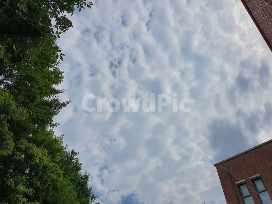 식물,plant,나무,tree,하늘,sky