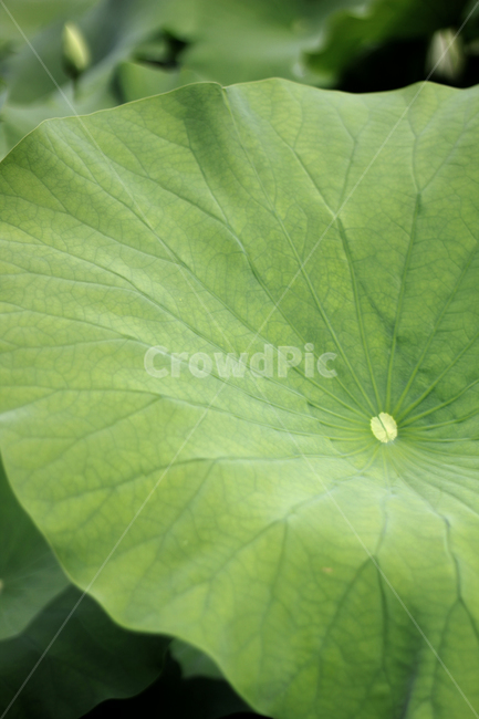 연잎,lotusleaf,leaf,plant,식물,flower,lotus,연꽃,nature,자연,물방울,식물,자연,plants,nature