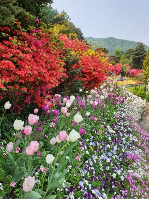 plant,식물,blossom,꽃,outdoors,옥외,flower,자연,풍경,nature,landscape