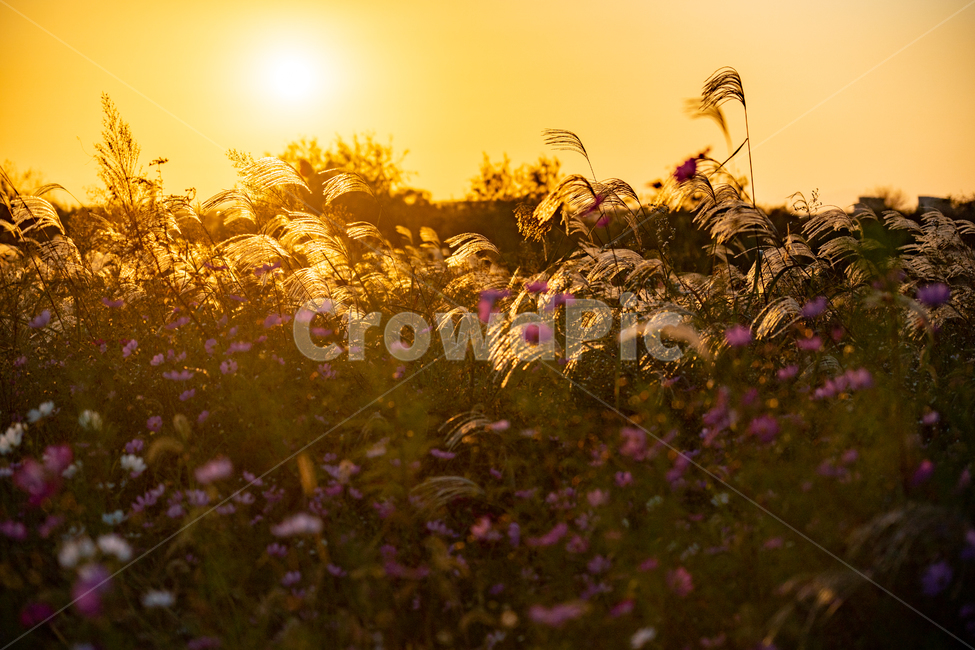 억새,flamegrass,silvergrass,일몰,sunset,sundown,식물,빛,light,자연,자연,풍경,nature,landscape,식물,plants