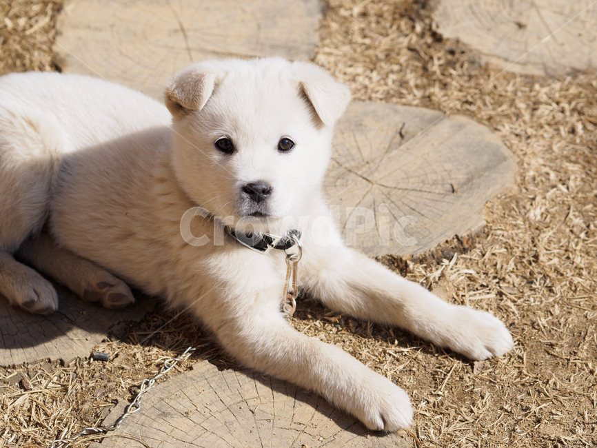 강아지,스피츠,애완동물,개,유아기,puppy,spitz,dog,baby,동물,animal,포유류,mammal,개,강아지,dog,doggy
