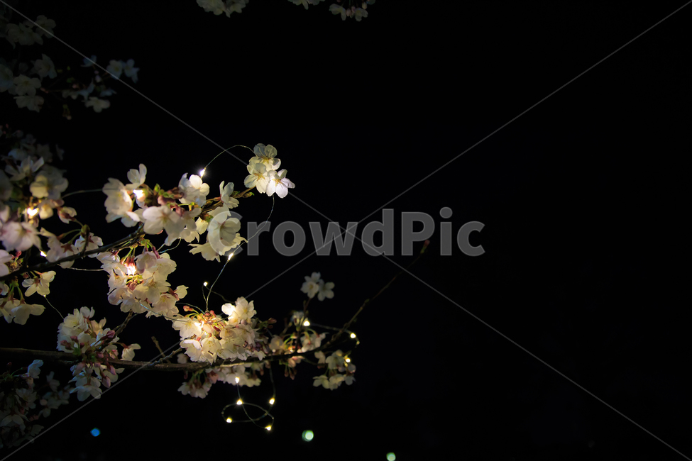 야간,벚꽃,야간번꽃,led벚꽃,벚꽃사진,야경벚꽃,봄,계절,spring,season,야경,밤,풍경,nightscape,night,landscape,식물,자연,plants,nature,꽃,flower,plant