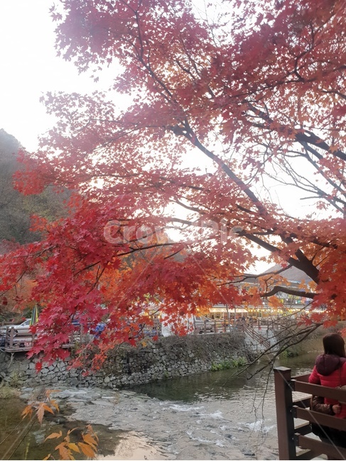 가을,가을단풍,내장산,내장산단풍,알록달록단풍