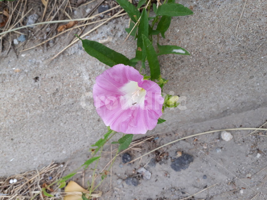 나팔꽃,식물,꽃,분홍색,길가에핀꽃,초록색,morningglory