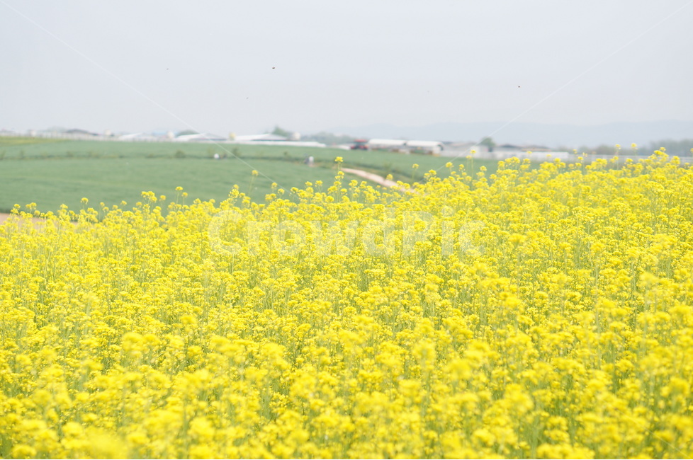 유채꽃,봄,노랑노랑,햇살,나무,풍경,봄,계절,spring,season,자연,풍경,nature,landscape,field,들,outdoors,옥외,grassland,목초지