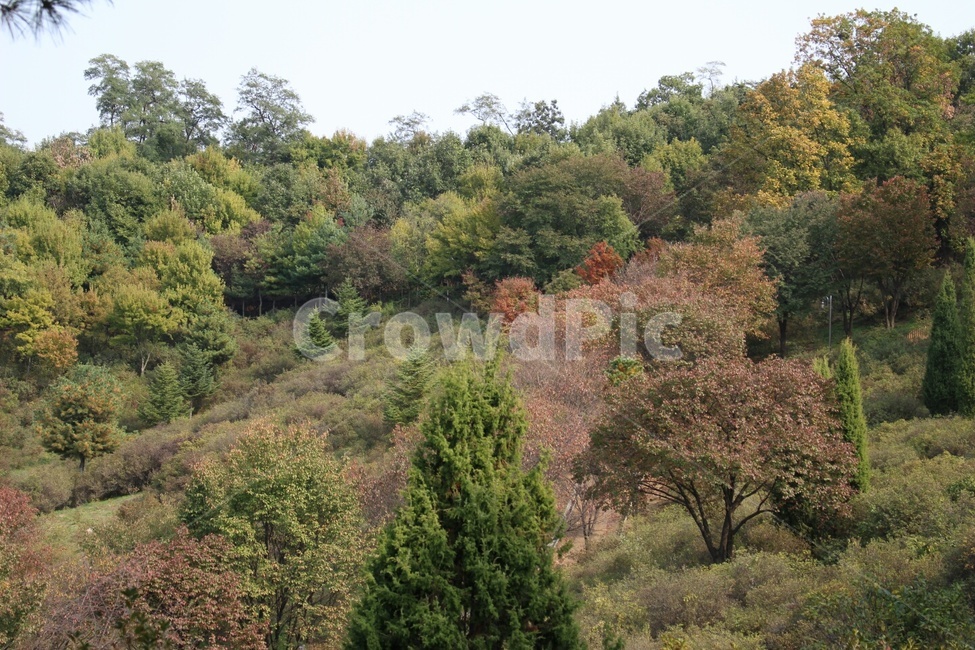 숲,나무,숲속,산책,가을,자연,풍경,nature,landscape,tree,plant,식물,fir,전나무