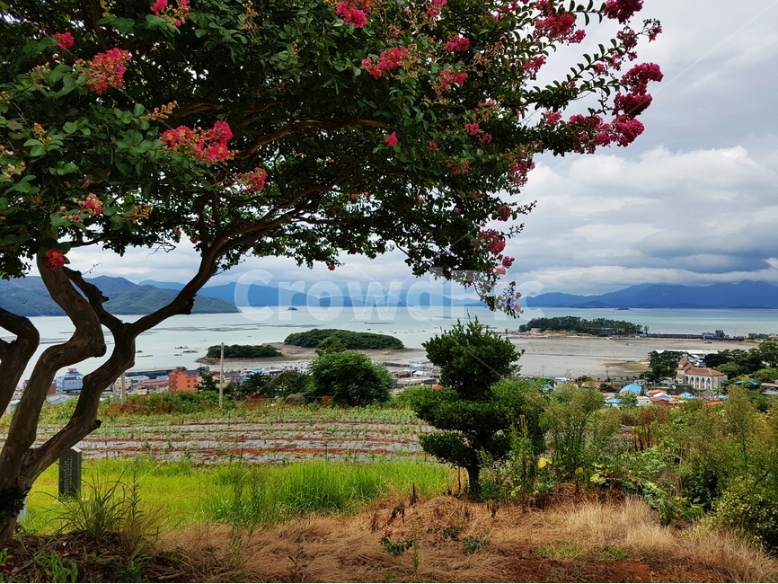 봄,여행,마량,가막섬,전남강진,백일홍,봄,계절,spring,season,자연,풍경,nature,landscape,한국자연풍경,한국자연경관,korea nature landscape,시골,마을,country,rural,town,식물,plants,나무,trees,wood,tree,plant,tree trunk,나무 줄기