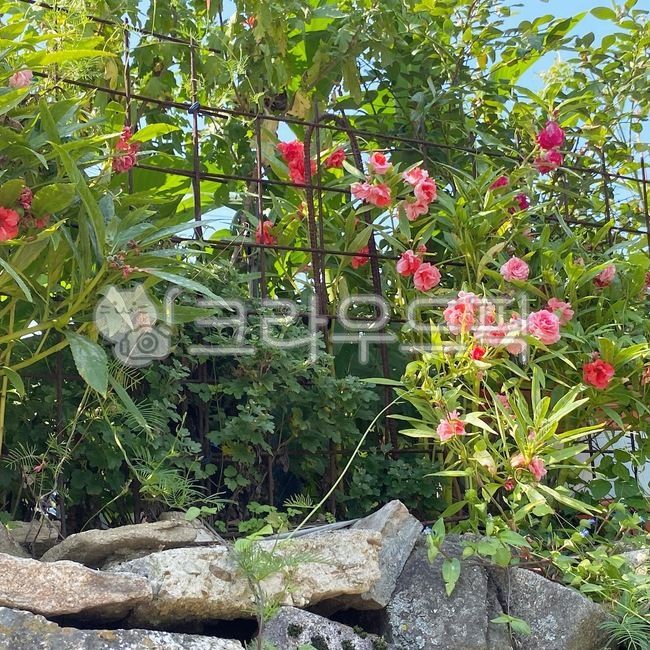 식물,꽃,봉선화,봉숭아,들꽃