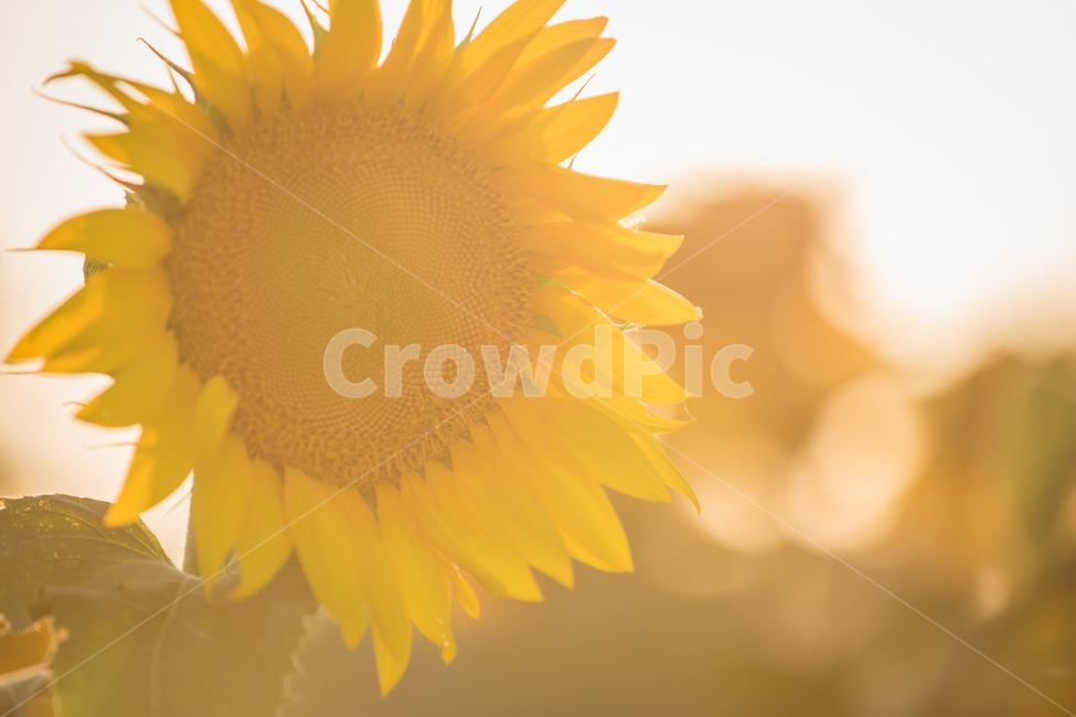 해바라기,꽃,노랑,여름,빛,여름,계절,summer,season,식물,자연,plants,nature,꽃,flower,plant,blossom