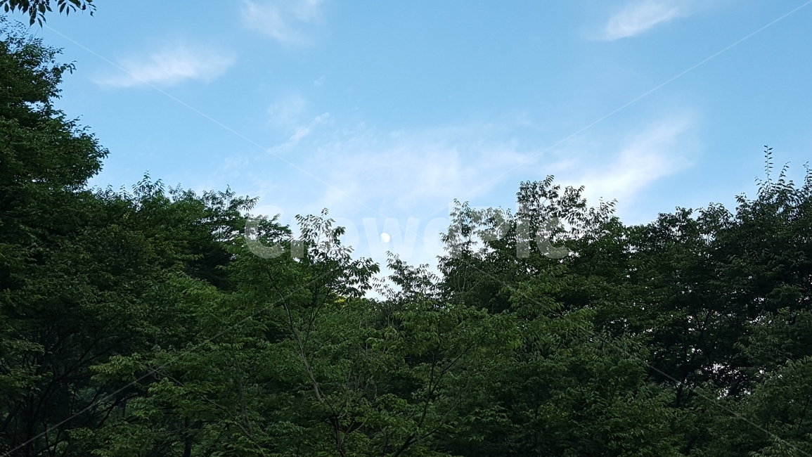 숲,캠핑,나무,하늘,구름,자연,풍경,nature,landscape,tree,plant,식물,fir,전나무