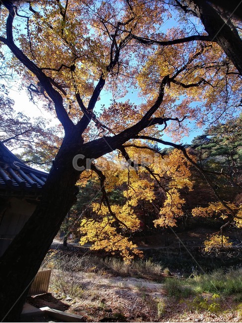 졸참나무,졸참나무단풍,참나무,가을단풍,단풍,자연,나무,가을,계절,fall,autumn,season,tree,plant,식물,tree trunk,나무 줄기