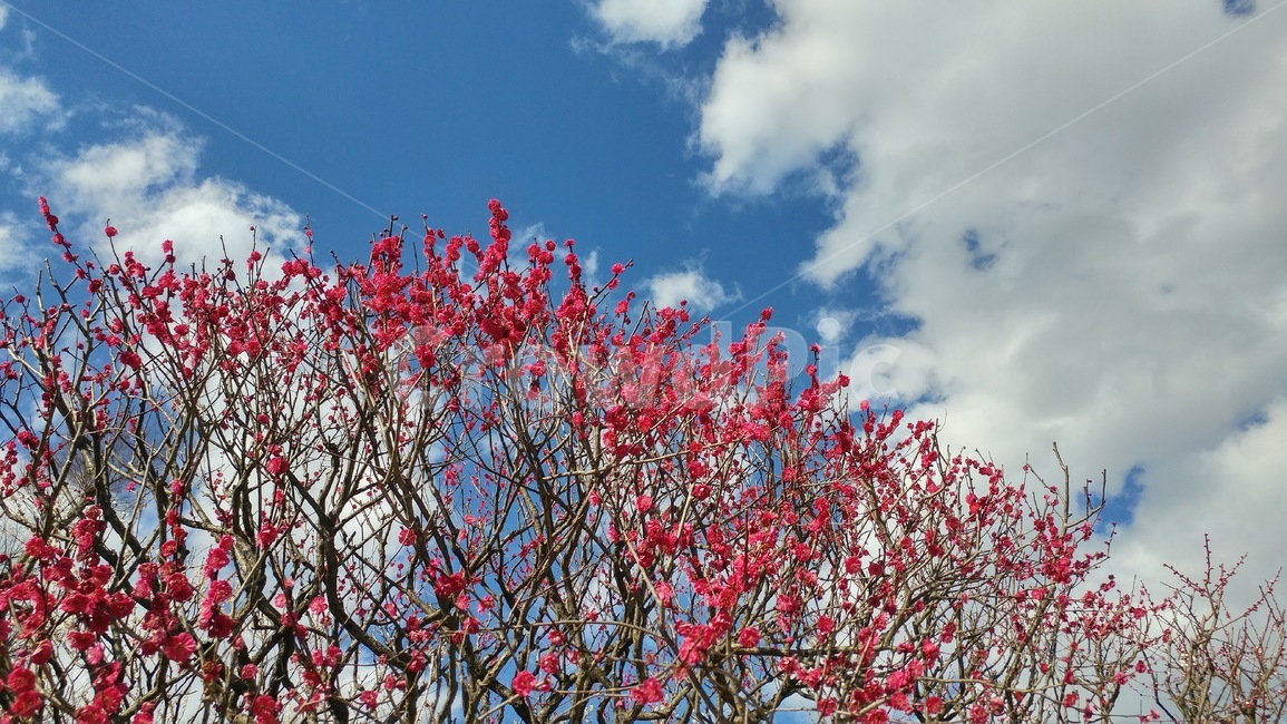 하늘,매화,구름,바탕,배경,background,sky,나무,자연,nature,대비,푸른,흰색,분홍,핑크,pink,blue,cloud,식물,자연,plants,nature,꽃,flower