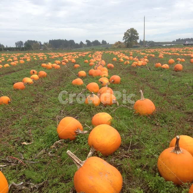 호박,할로윈,pumpkin,농장,farmlife,캐나다,호박농장