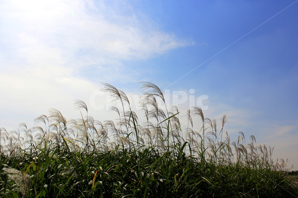 억세,하늘공원,감성,데이트,구름,풍경사진,공원,따스함,억세숲,따듯한,배경,가을,계절,휴식,힐링,식물,자연,자연풍경,가을풍경,가을배경,억새배경,숲,풀밭,서울하늘공원,데이트코스,reed,love,like,ppt,fall,autumn,season,rest,relaxation,healing,plants,nature,sensible,feeling,plant,grass,잔디,plant,식물,lawn