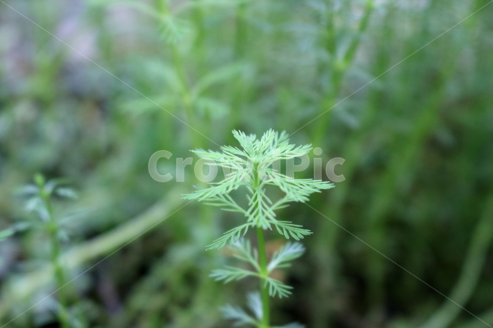 물수세미,수세미,식물,수생식물,개미탑과,자연,식물원,식물,자연,plants,nature