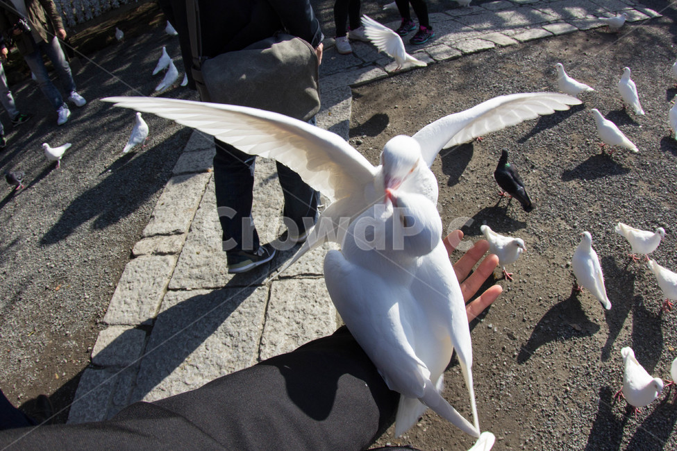 비둘기,싸움,전투,흰비둘기,광각,조류,bird,새